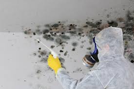 Best Attic Mold Removal in Elkton, VA